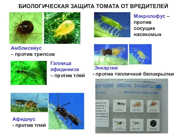 Амблисейус – против трипсов Афидиус - против тлей Галлица афидимиза