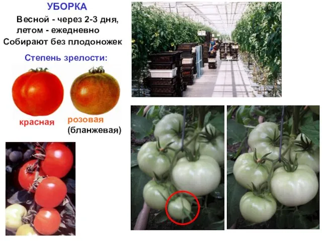 УБОРКА Собирают без плодоножек Весной - через 2-3 дня, летом