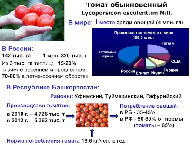 Томат обыкновенный Lycopersicon esculentum Mill. I место среди овощей (4