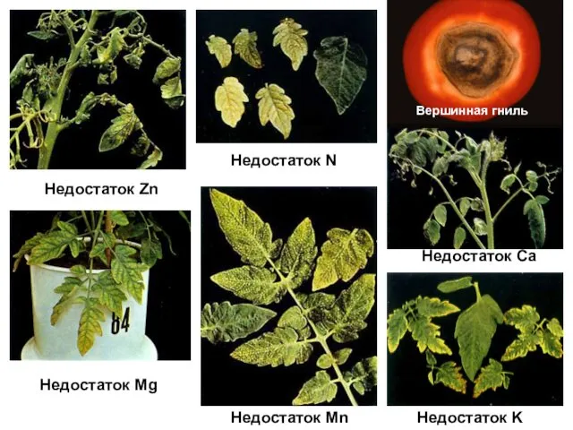 Недостаток N Недостаток K Недостаток Ca Недостаток Mg Недостаток Mn Недостаток Zn Вершинная гниль