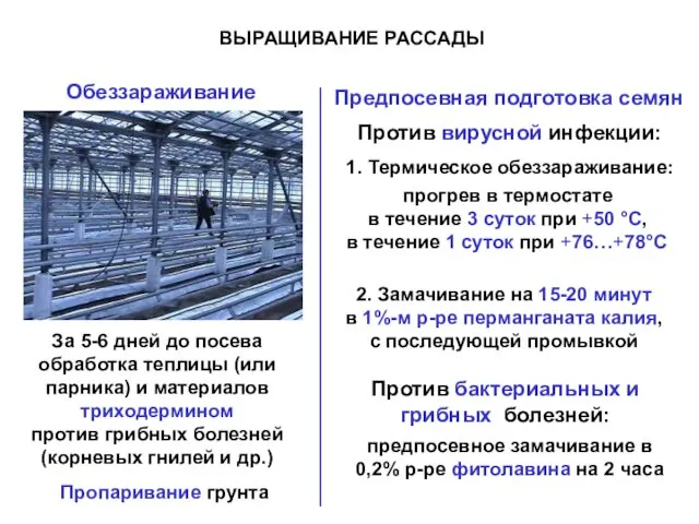 ВЫРАЩИВАНИЕ РАССАДЫ Обеззараживание За 5-6 дней до посева обработка теплицы