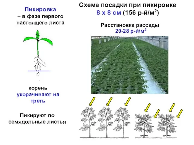 Пикировка – в фазе первого настоящего листа корень укорачивают на