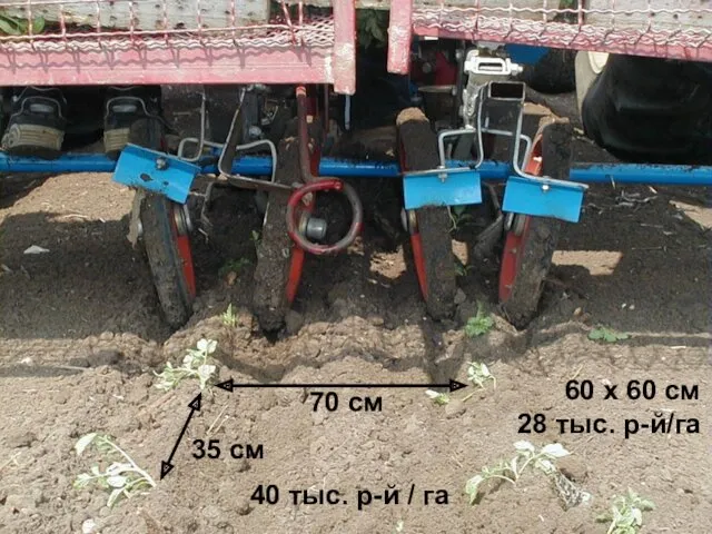 35 см 70 см 60 х 60 см 40 тыс. р-й / га 28 тыс. р-й/га