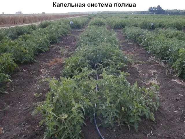 Капельная система полива