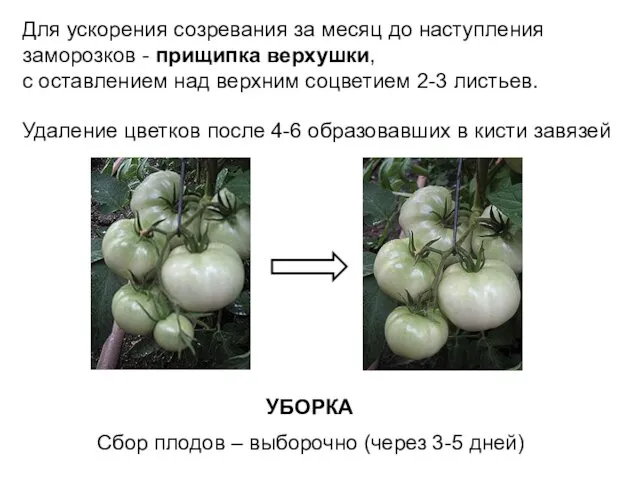 Для ускорения созревания за месяц до наступления заморозков - прищипка