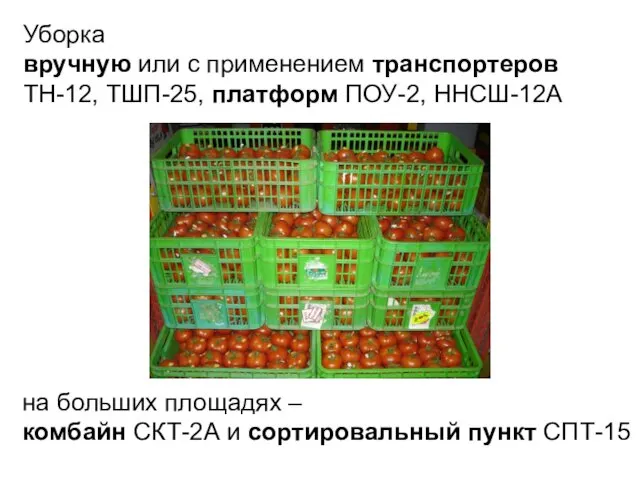 на больших площадях – комбайн СКТ-2А и сортировальный пункт СПТ-15