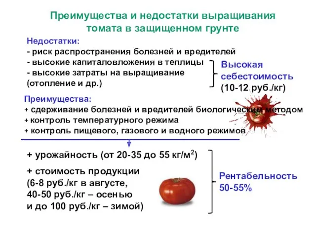 Высокая себестоимость (10-12 руб./кг) Преимущества и недостатки выращивания томата в