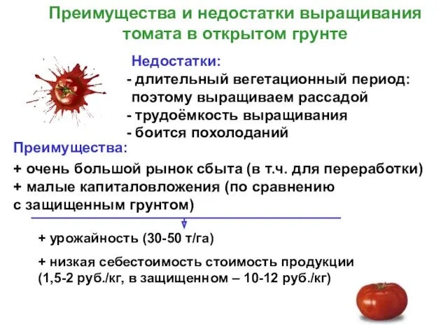 Преимущества и недостатки выращивания томата в открытом грунте Недостатки: длительный