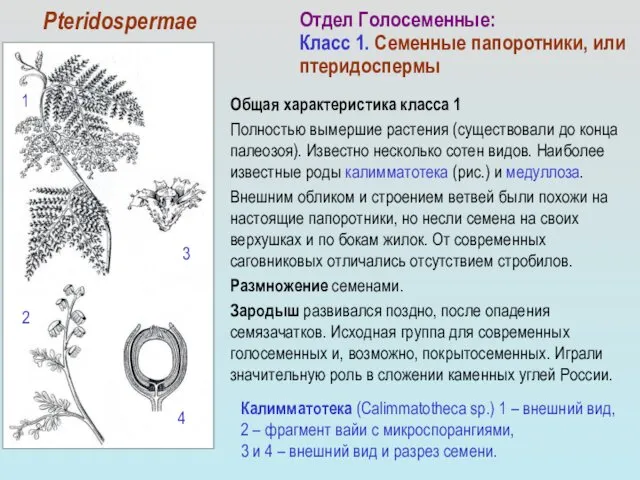 Общая характеристика класса 1 Полностью вымершие растения (существовали до конца