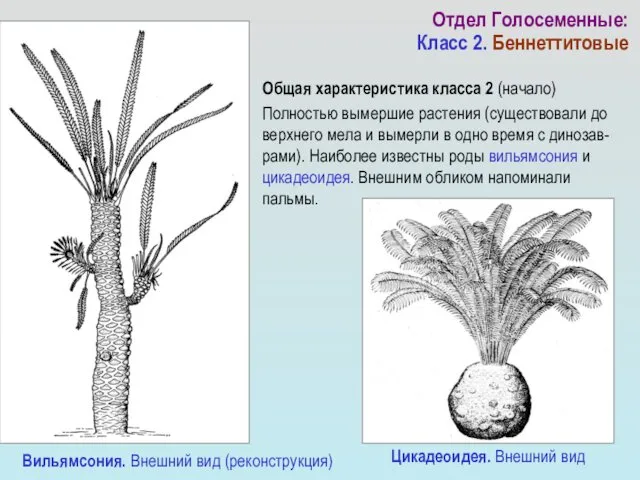 Общая характеристика класса 2 (начало) Полностью вымершие растения (существовали до