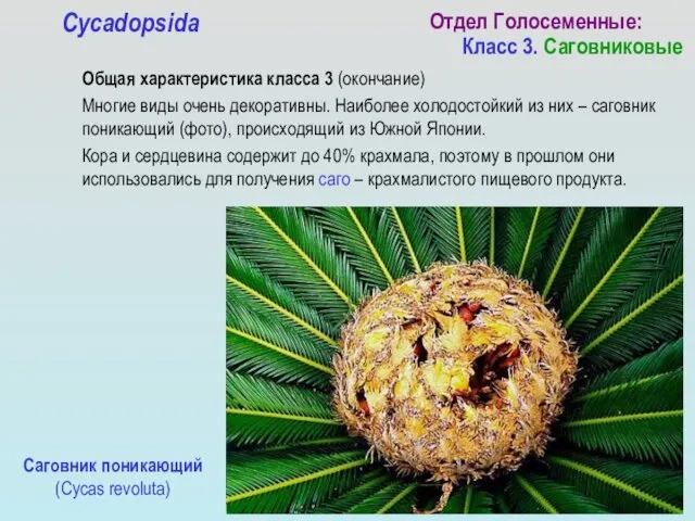 Общая характеристика класса 3 (окончание) Многие виды очень декоративны. Наиболее