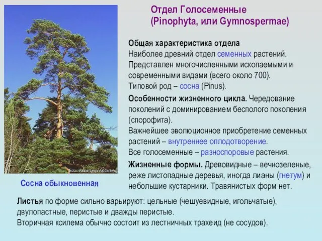 Отдел Голосеменные (Pinophyta, или Gymnospermae) Общая характеристика отдела Наиболее древний