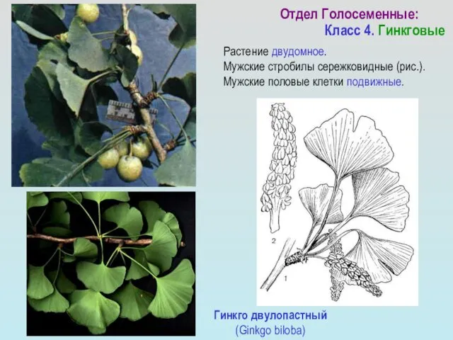 Гинкго двулопастный (Ginkgo biloba) Отдел Голосеменные: Класс 4. Гинкговые Растение