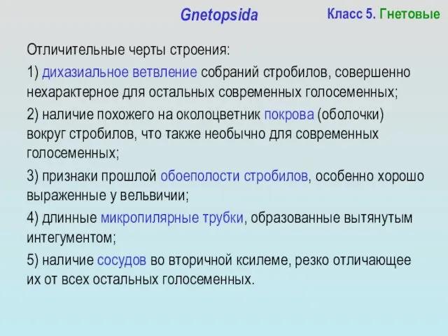 Класс 5. Гнетовые Gnetopsida Отличительные черты строения: 1) дихазиальное ветвление