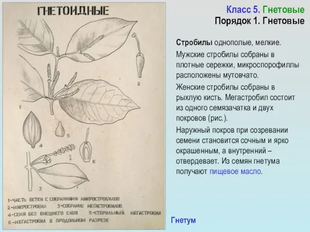 Класс 5. Гнетовые Порядок 1. Гнетовые Стробилы однополые, мелкие. Мужские