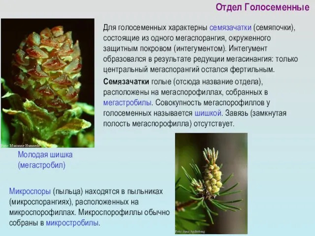 Отдел Голосеменные Для голосеменных характерны семязачатки (семяпочки), состоящие из одного