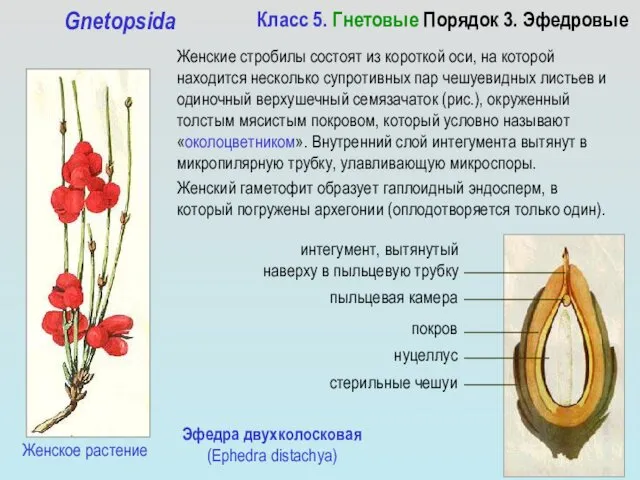 Класс 5. Гнетовые Порядок 3. Эфедровые Gnetopsida Женские стробилы состоят