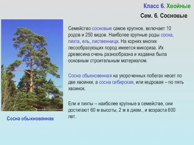 Класс 6. Хвойные Семейство сосновые самое крупное, включает 10 родов