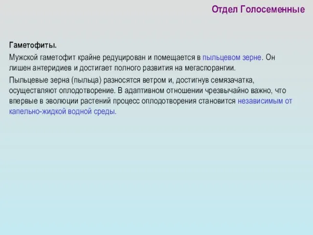 Отдел Голосеменные Гаметофиты. Мужской гаметофит крайне редуцирован и помещается в