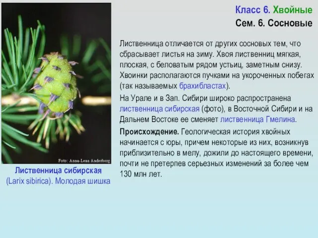 Лиственница сибирская (Larix sibirica). Молодая шишка Лиственница отличается от других