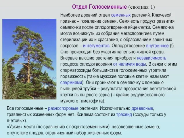 Отдел Голосеменные (сводная 1) Наиболее древний отдел семенных растений. Ключевой