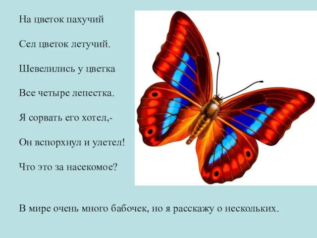 В мире очень много бабочек, но я расскажу о нескольких.