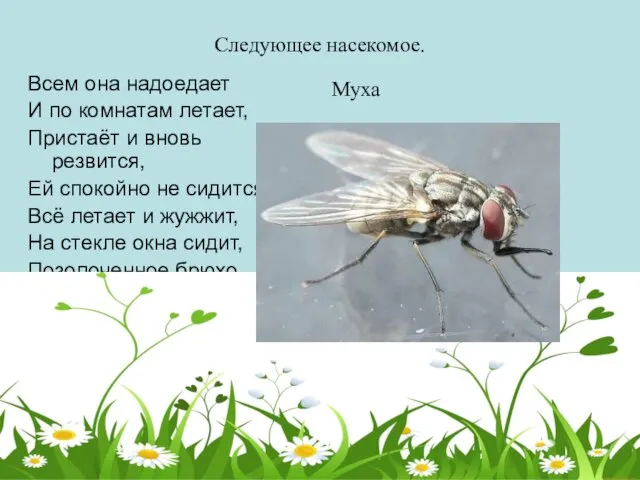 Следующее насекомое. Всем она надоедает И по комнатам летает, Пристаёт