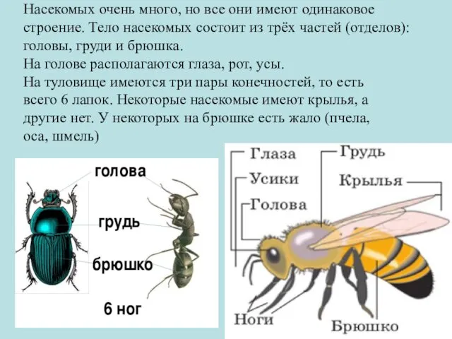 Насекомых очень много, но все они имеют одинаковое строение. Тело