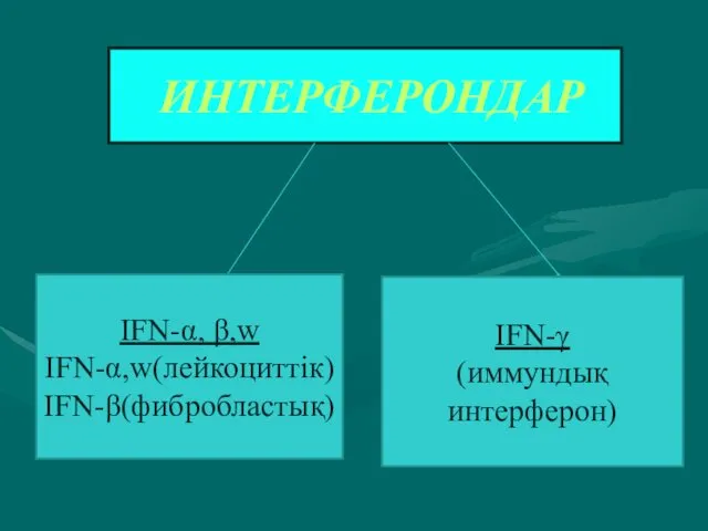 ИНТЕРФЕРОНДАР IFN-α, β,w IFN-α,w(лейкоциттік) IFN-β(фибробластық) IFN-γ (иммундық интерферон)