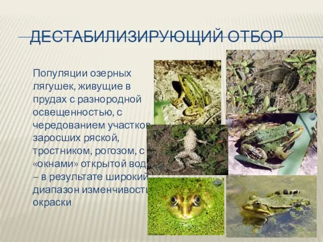 ДЕСТАБИЛИЗИРУЮЩИЙ ОТБОР Популяции озерных лягушек, живущие в прудах с разнородной