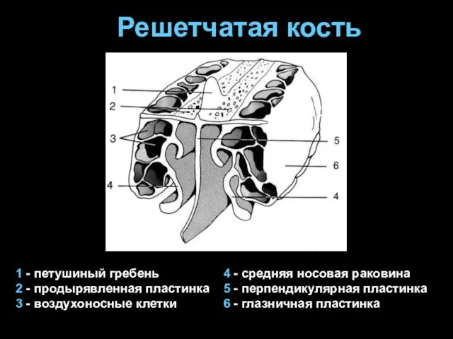 Решетчатая кость 1 - петушиный гребень 2 - продырявленная пластинка