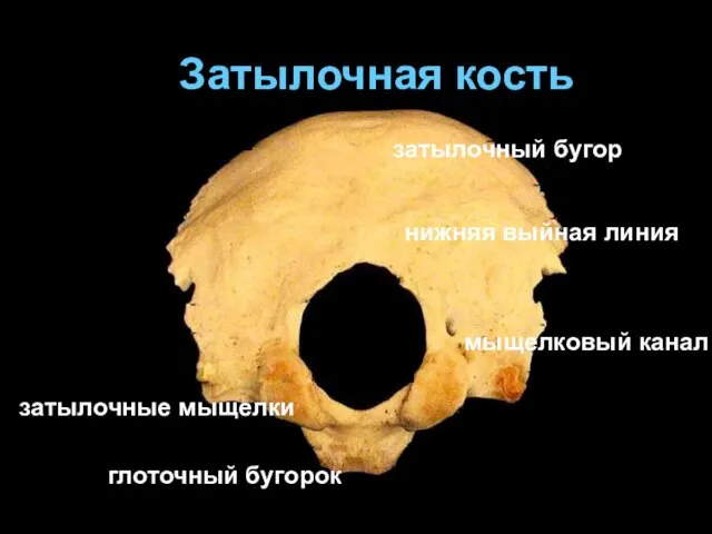 Затылочная кость глоточный бугорок затылочные мыщелки затылочный бугор нижняя выйная линия мыщелковый канал