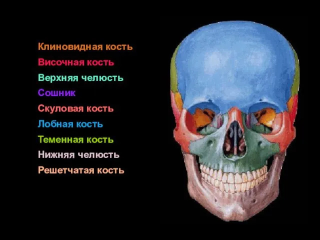 Клиновидная кость Височная кость Верхняя челюсть Сошник Скуловая кость Лобная