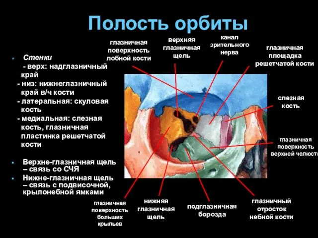 Полость орбиты Стенки - верх: надглазничный край - низ: нижнеглазничный