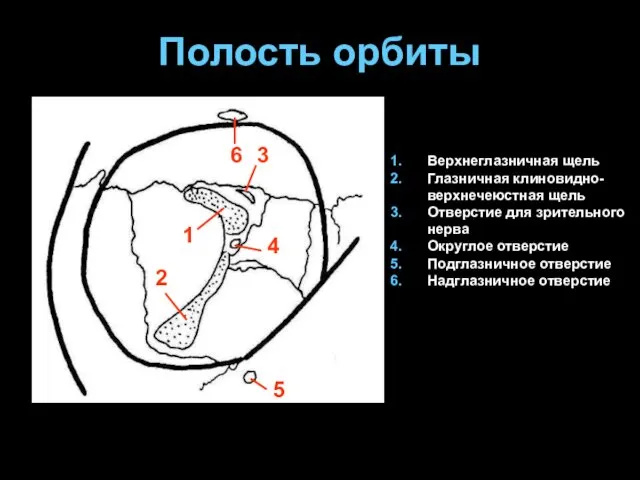 Полость орбиты Верхнеглазничная щель Глазничная клиновидно-верхнечеюстная щель Отверстие для зрительного