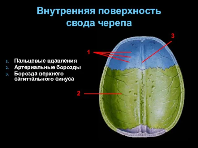 Внутренняя поверхность свода черепа Пальцевые вдавления Артериальные борозды Борозда верхнего сагиттального синуса 1 2 3