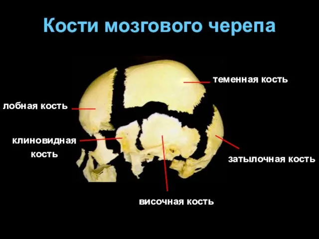 Кости мозгового черепа лобная кость клиновидная кость теменная кость затылочная кость височная кость