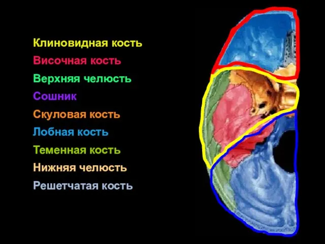 Клиновидная кость Височная кость Верхняя челюсть Сошник Скуловая кость Лобная