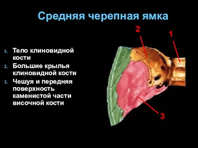 Средняя черепная ямка Тело клиновидной кости Большие крылья клиновидной кости