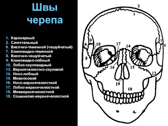 1. Коронарный 2. Сагиттальный 6. Височно-теменной (чешуйчатый) 7. Клиновидно-теменной 8.