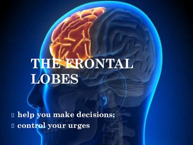 THE FRONTAL LOBES help you make decisions; control your urges