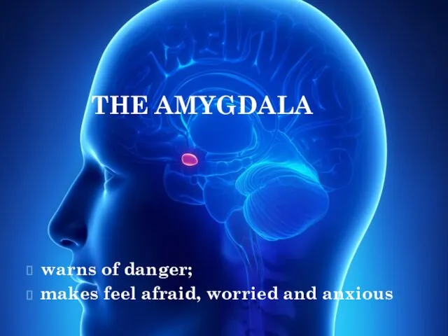 THE AMYGDALA warns of danger; makes feel afraid, worried and anxious