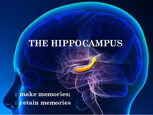 THE HIPPOCAMPUS make memories; retain memories