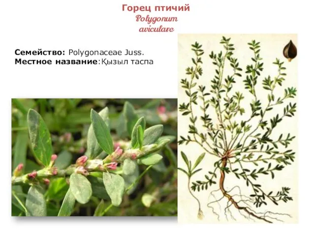 Горец птичий Polygonum aviculare Семейство: Polygonaceae Juss. Местное название:Қызыл таспа