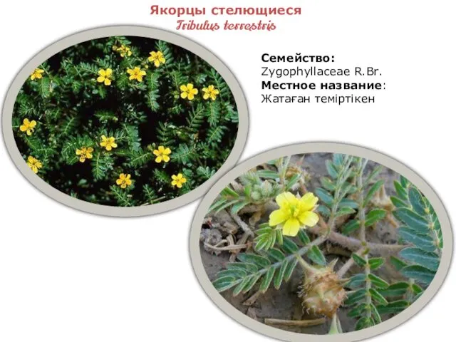 Якорцы стелющиеся Tribulus terrestris Семейство: Zygophyllaceae R.Br. Местное название: Жатаған теміртікен