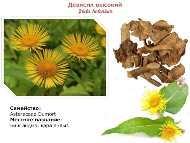 Девясил высокий Jnula helenium Семейство: Asteraceae Dumort Местное название: Биік андыз, қара андыз