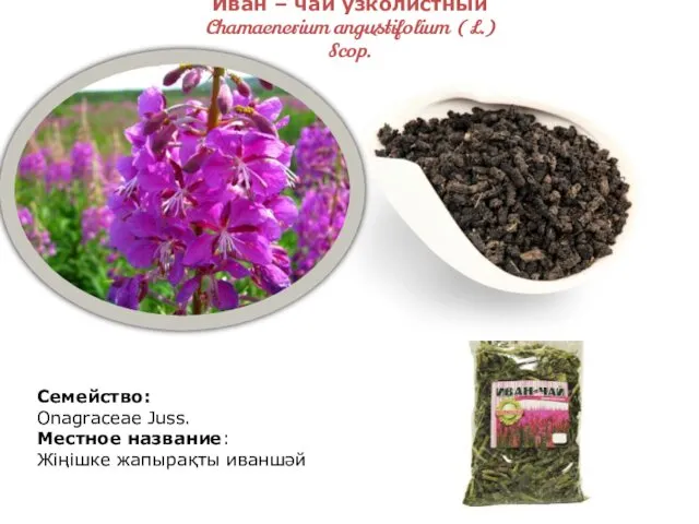Иван – чай узколистный Chamaenerium angustifolium ( L.) Scop. Семейство: