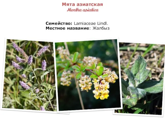Мята азиатская Mentha asiatica Семейство: Lamiaceae Lindl. Местное название: Жалбыз
