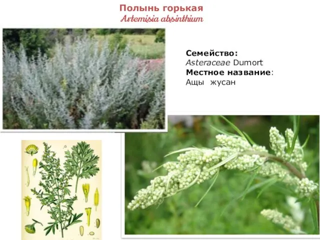 Полынь горькая Artemisia absinthium Семейство: Asteraceae Dumort Местное название: Ащы жусан