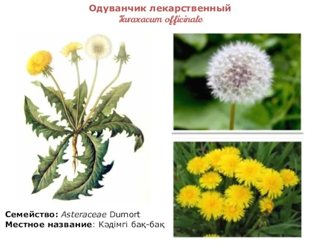 Одуванчик лекарственный Taraxacum officinale Семейство: Asteraceae Dumort Местное название: Кәдімгі бақ-бақ